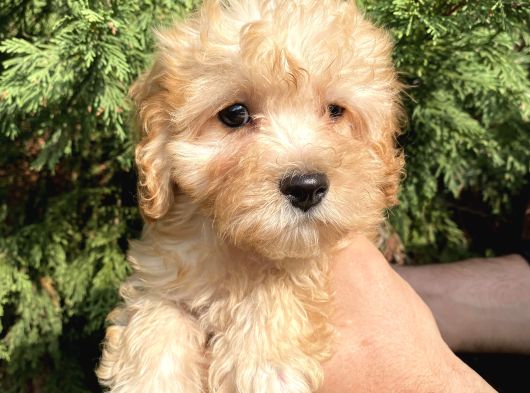 Maltipoo Bebekler görsel