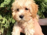 Maltipoo Bebekler