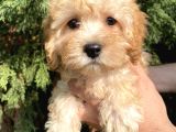 Maltipoo Bebekler