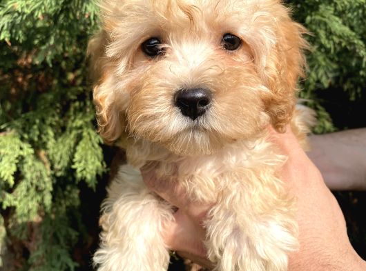 Maltipoo Bebekler görsel