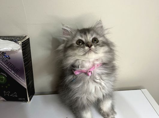 Evi̇ni̇zi̇n Neşesi̇ Olacak Mi̇ni̇kler görsel