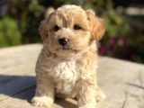 Teacup Maltipoo Bebekler
