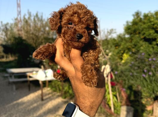 Micro Mini Korea Poodle görsel