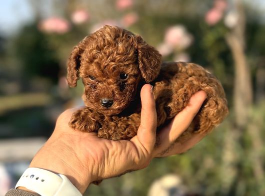 MICROTEACUP KOREA POODLE