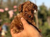MICRO mini KOREA POODLE