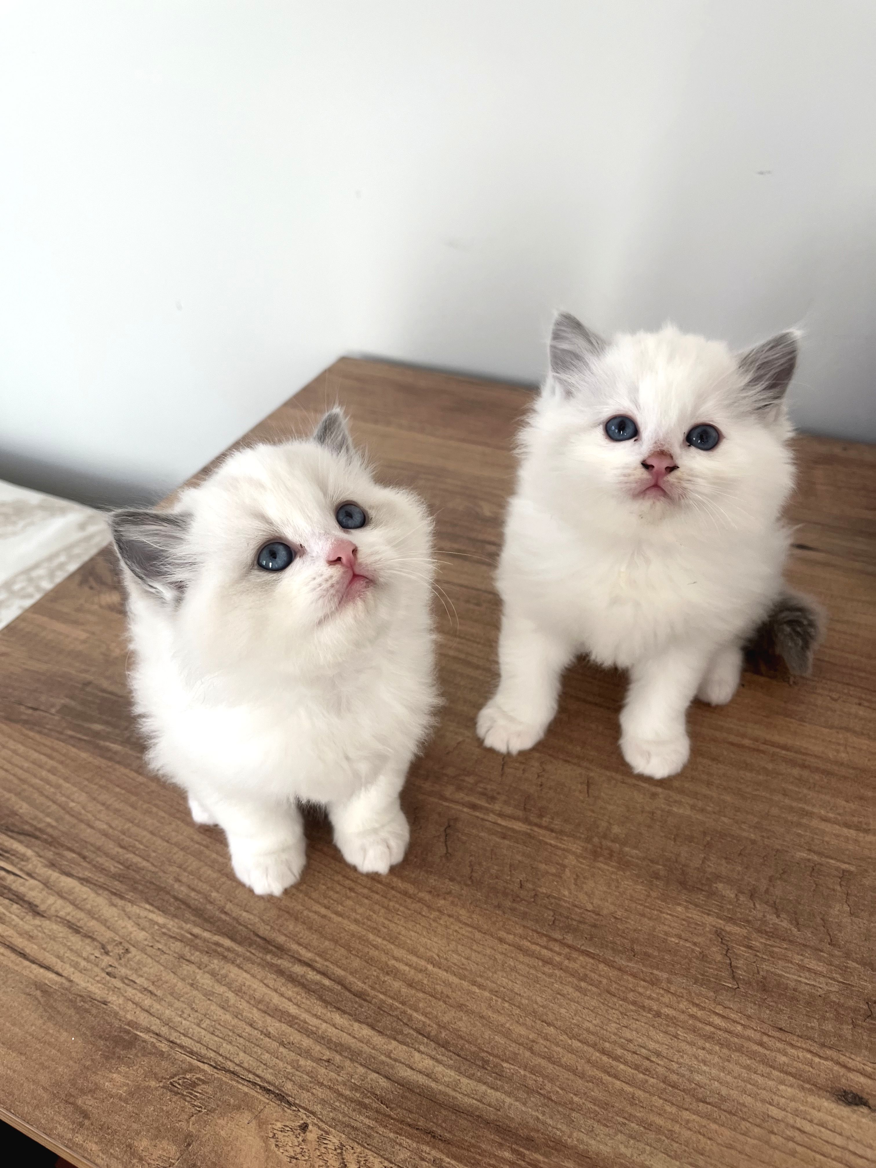 SAFKAN RAGDOLL YAVRULARIM | Ragdoll Kedisi İlanı | Patibul