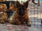 Genç ve yetişkin eğitimli secereli Alman çobanlarımız