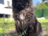 Safkan Anne Babası Şecereli Mai̇ne Coon