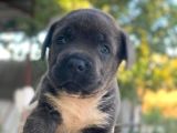 Irk Cane Corso Veteriner Onaylı Ve Sağlıklı