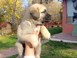 Anadolu Çoban Kangal Yavruları