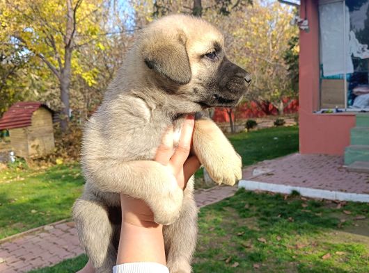 Anadolu Çoban Kangal Yavruları görsel
