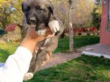 Anadolu Çoban Kangal Yavruları