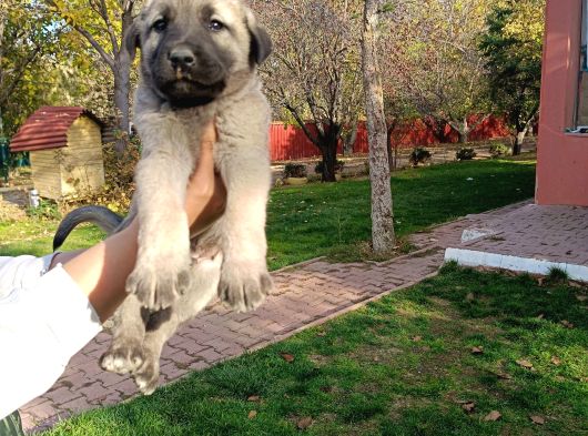 Anadolu Çoban Kangal Yavruları görsel