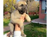 Anadolu Çoban Kangal Yavruları
