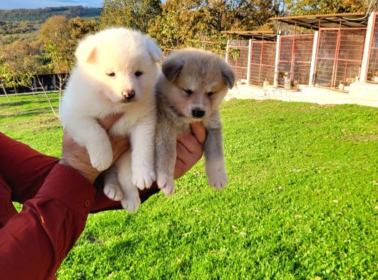 Dişi Erkek Japon Akita Inu Yavrularımız görsel