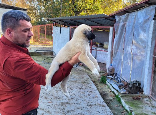 Dişi Erkek Kangal Yavrularımız görsel