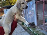 Dişi Erkek Kangal Yavrularımız
