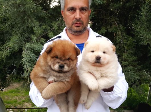Chow Chow Yavrularımız Mama Malzeme Kampanyalı görsel