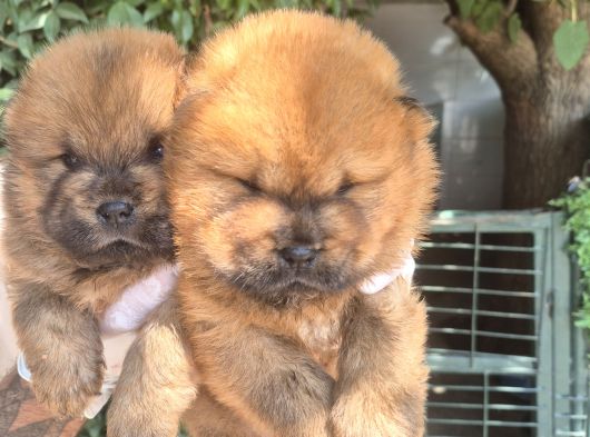 Chow Chow Yavrularımız Mama Malzeme Kampanyalı görsel