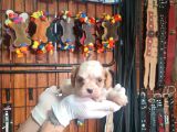 Cavalier Bebeklerimiz Için Acele Edin
