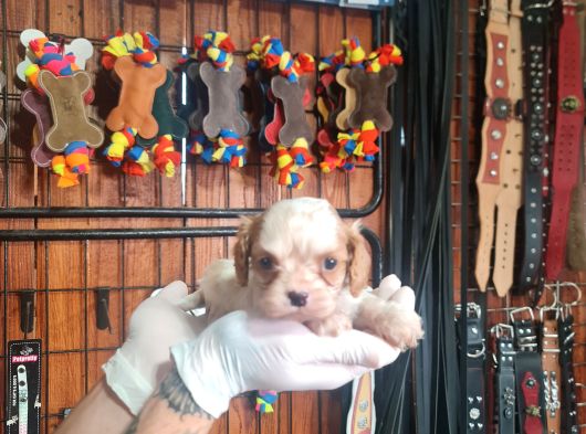 Cavalier Bebeklerimiz Için Acele Edin görsel