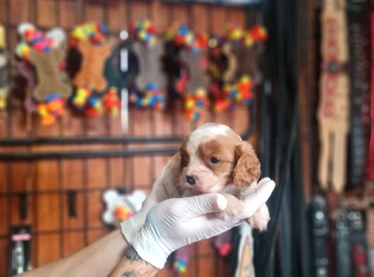 Cavalier Bebeklerimiz Için Acele Edin görsel