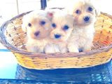 Maltipoo Yavrularımız Uygundur