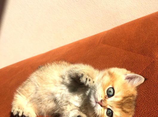 A Kalite Golden British Şhorthair Bebekler görsel