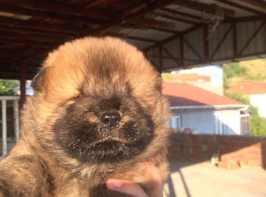 Chow Chow Yavrularımız Mama Malzeme Kampanyalı görsel