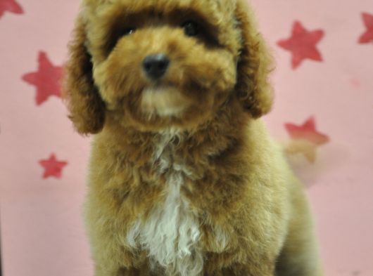 Erkek Maltipoo Yavru