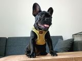 A Kalite French Bulldog Yavrularımız