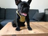 A Kalite French Bulldog Yavrularımız