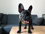 A Kalite French Bulldog Yavrularımız