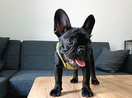 A Kalite French Bulldog Yavrularımız görsel