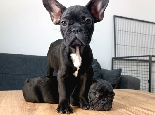A Kalite French Bulldog Yavrularımız görsel