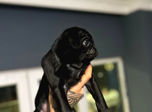 A Hamburger Face Black Pug Mops görsel
