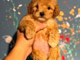 Apricot Toy Poodle Yavrularımız