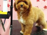 Erkek Maltipoo Yavru