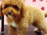Erkek Maltipoo Yavru