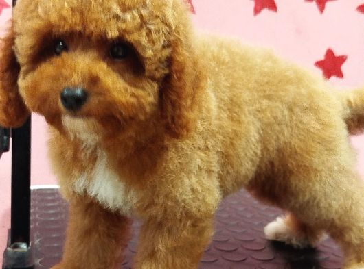 Erkek Maltipoo Yavru görsel
