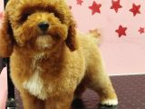 Erkek Maltipoo Yavru