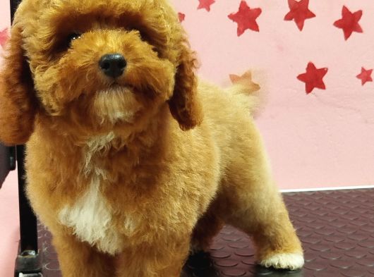 Erkek Maltipoo Yavru görsel