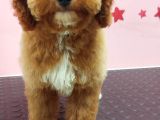 Erkek Maltipoo Yavru