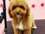 Erkek Maltipoo Yavru