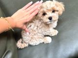 Ailelerin Neşe Kaynağı Maltipoo Yavrular