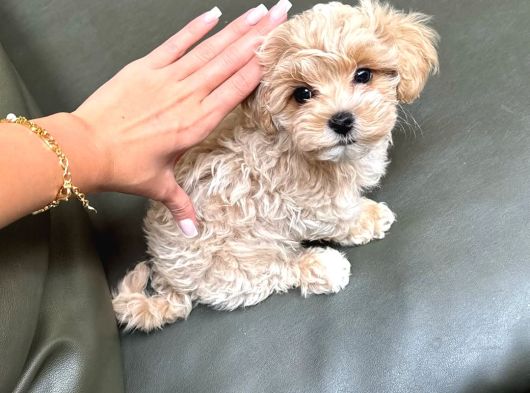 Ailelerin Neşe Kaynağı Maltipoo Yavrular görsel