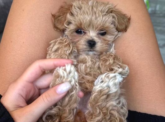 Ailelerin Neşe Kaynağı Maltipoo Yavrular