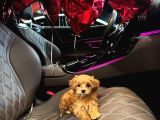 Ailelerin Neşe Kaynağı Maltipoo Yavrular
