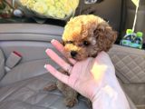 Ailelerin Neşe Kaynağı Maltipoo Yavrular