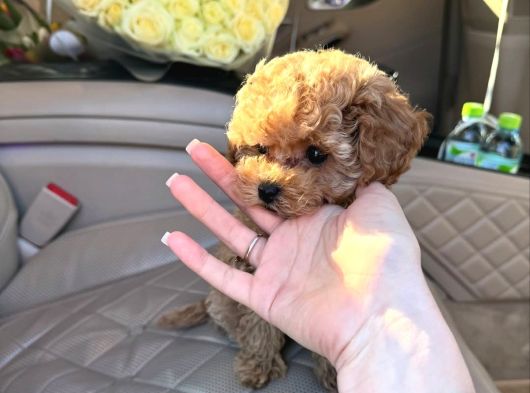 Ailelerin Neşe Kaynağı Maltipoo Yavrular görsel